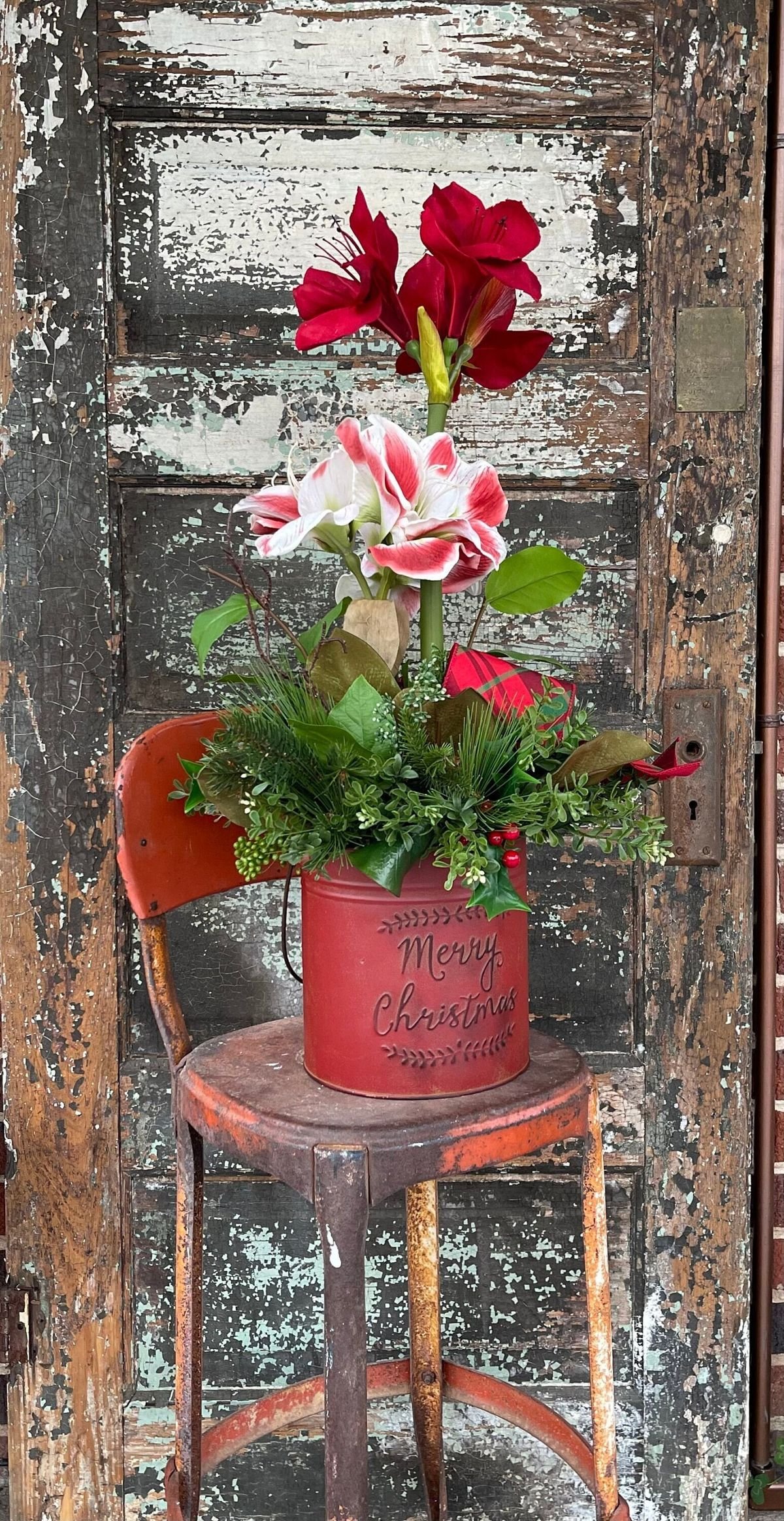 Amaryllis with Frosted Pine with Winter Floral Arrangements