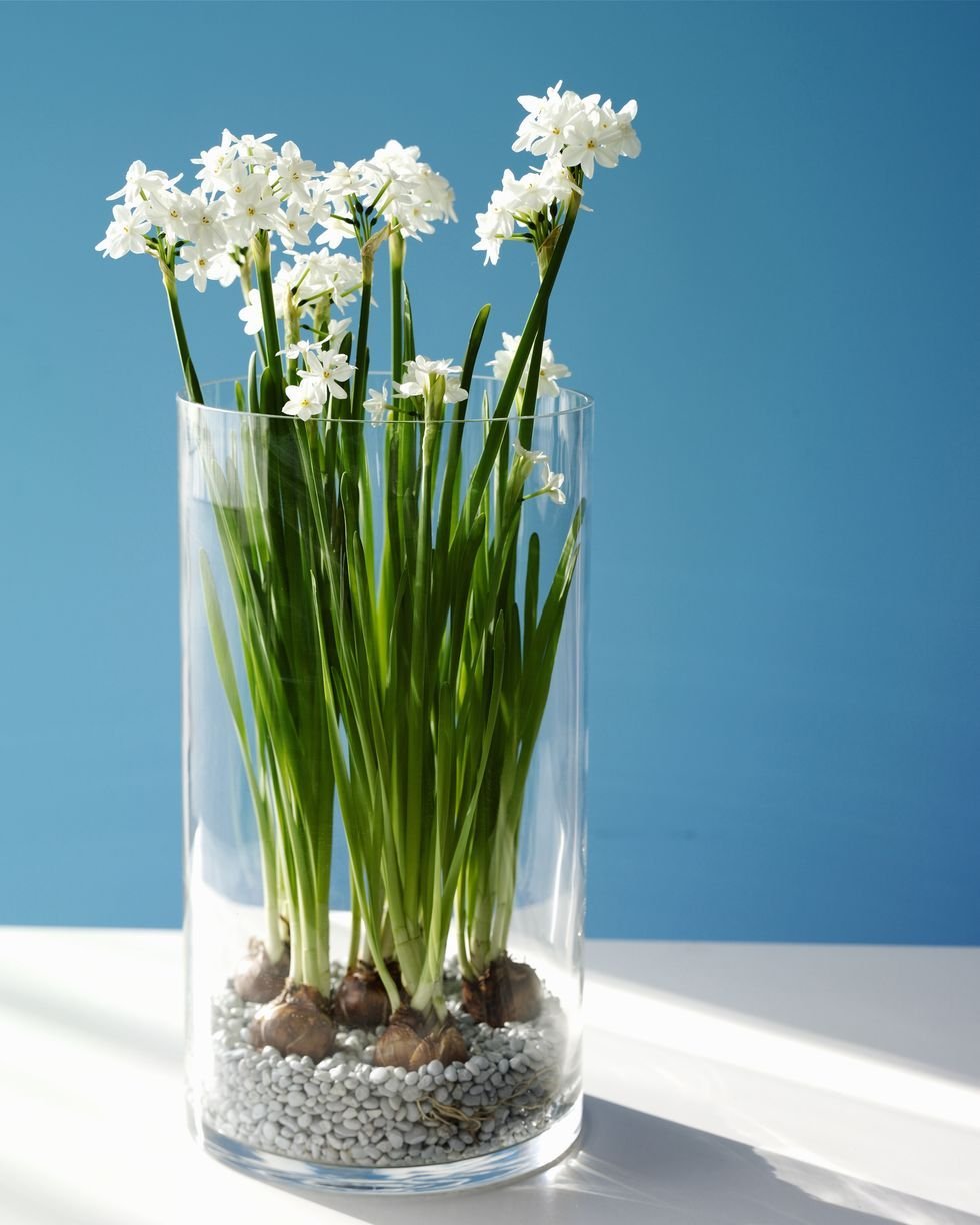 Paperwhites in Tall Vases with Winter Floral Arrangements